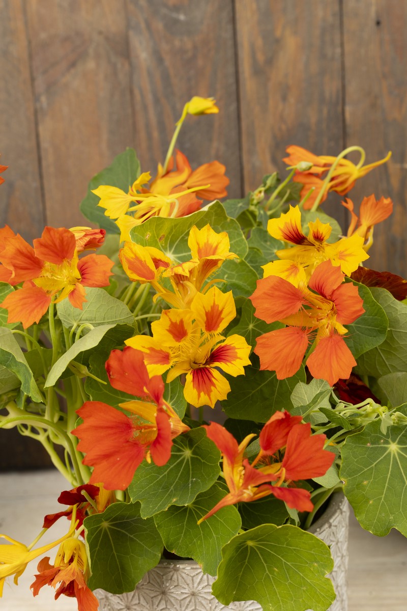 nasturcja w odmianie feniks o żółto pomarańczowych kwiatach